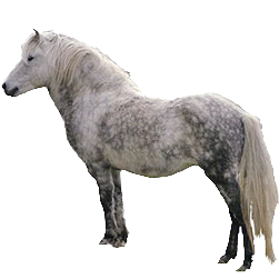 Newfoundland Pony